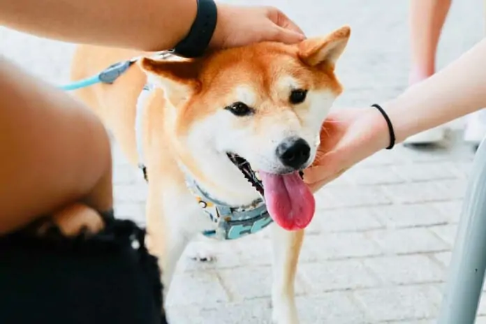 Dogecoin y Shiba Inu ¡los cachorros se apoderan de la cripto industria! Los tokens inspirados en la raza de perros japonesa Shiba Inu, Dogecoin (DOGE) y Shiba Inu (SHIB), están arrasando en la cripto industria
