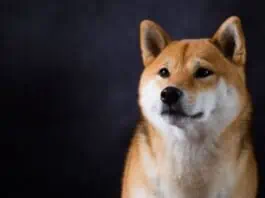 Más de 410 billones de tokens Shiba Inu han sido quemados a la fecha