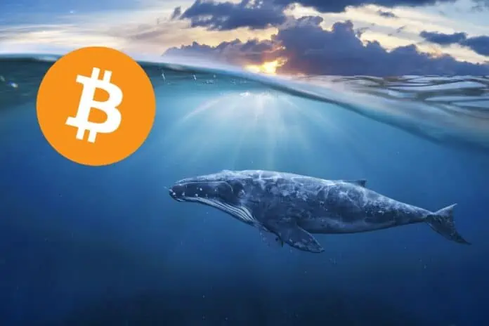 una ballena de Bitcoin despierta para mover sus BTC