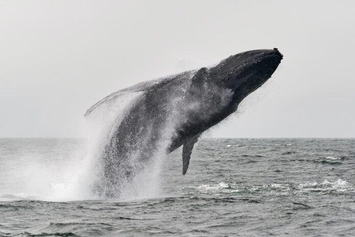 Cardano Whale Portada