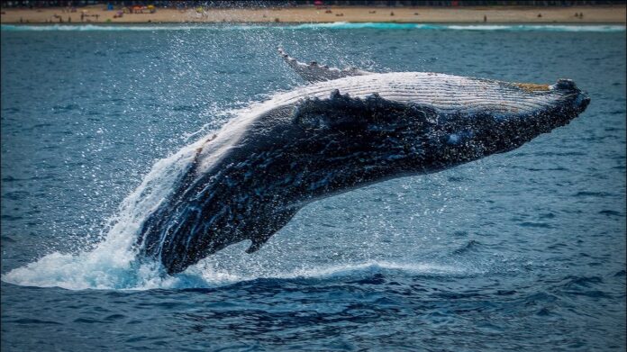 Las ballenas de Ripple están moviendo XRP