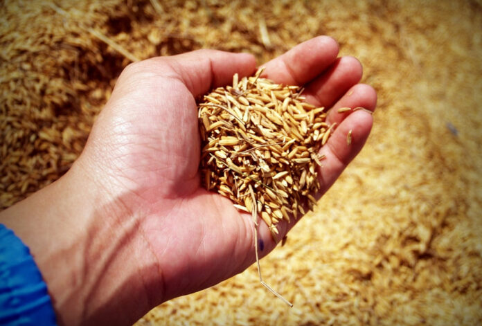 Panamá usa blockchain para optimizar cultivo de arroz