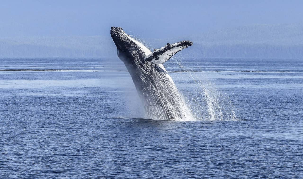 A Bitcoin whale wakes up and moves 139 BTC