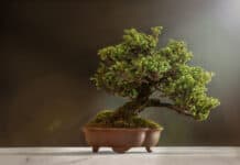 Momoka, la solución de hiperescalado para las redes sociales Web3 de Lens Protocol Momoka, la solución de hiperescalado para las redes sociales Web3 de Lens Protocol