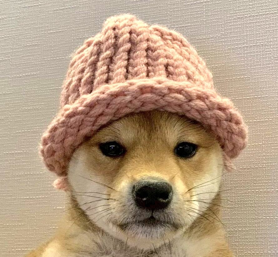 ¿Por qué ha subido el precio de Dogwifhat (WIF) esta semana?