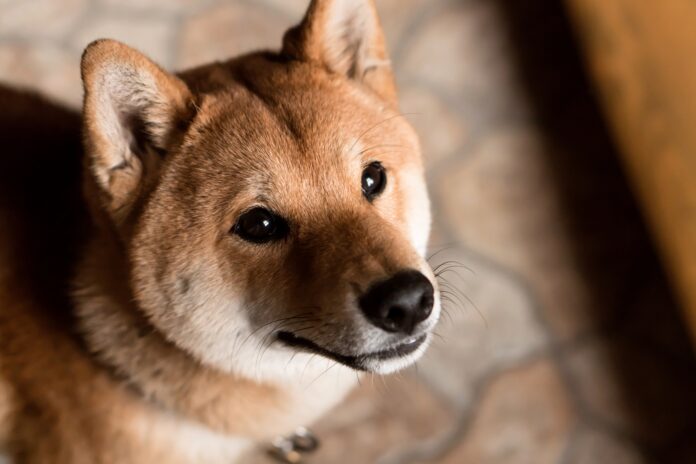 Dogecoin lanza su 1ª L2 llamada Laika Network, que permite interactuar con smart contracts