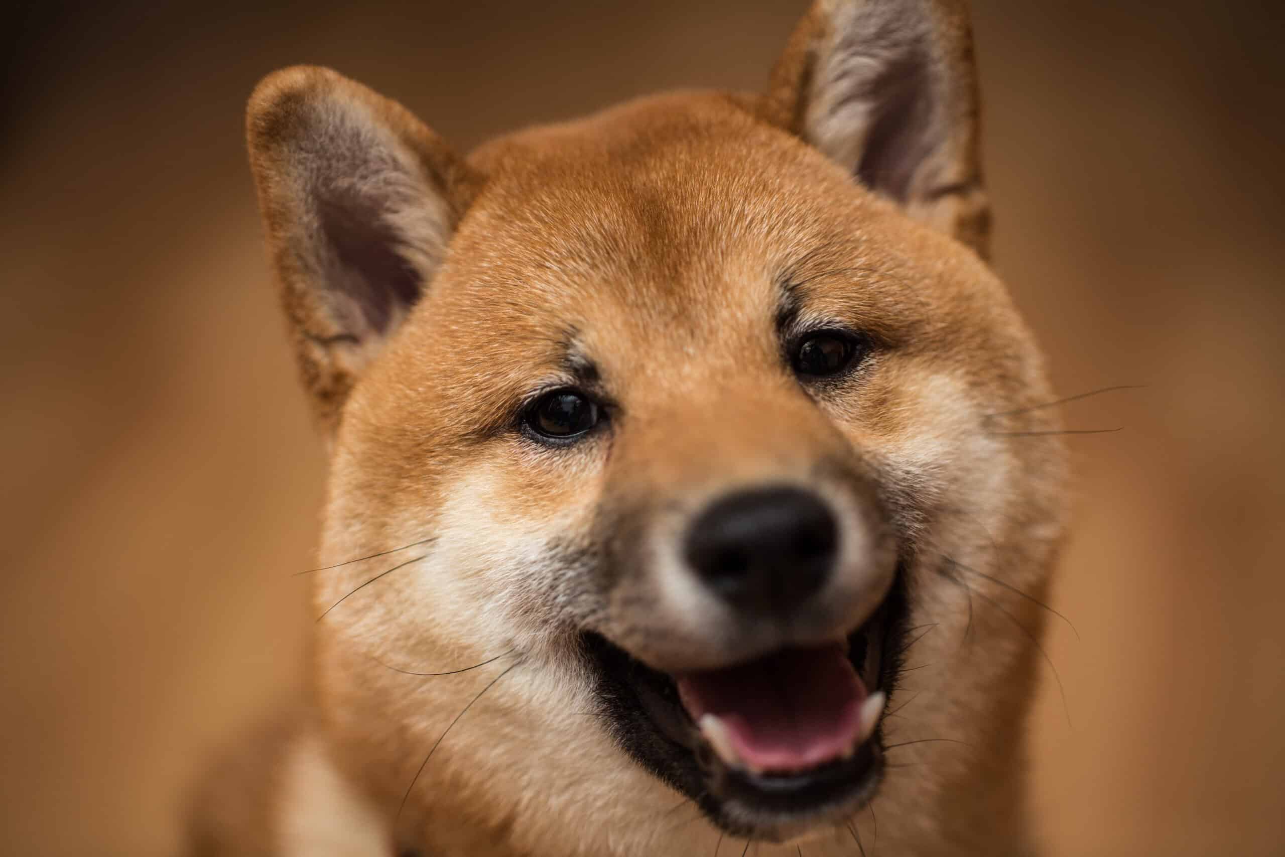La comunidad de Shiba Inu inicia una votación clave para la descentralización y la gobernanza
