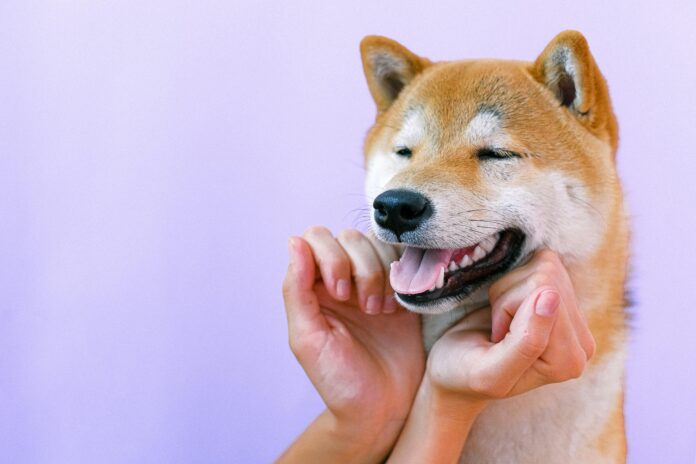 Shiba Inu intensifica la quema de tokens con más de 2.979 millones de SHIB eliminados en una semana