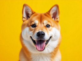 Dogecoin arrasa con Bitcoin: la moneda que lo hace todo en solo 1 minuto
