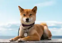 DogeCoin y los ETF: REX-OSPREY apunta al 11 de septiembre, según Eric Balchunas DogeCoin y los ETF: REX-OSPREY apunta al 11 de septiembre, según Eric Balchunas