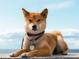 DogeCoin y los ETF: REX-OSPREY apunta al 11 de septiembre, según Eric Balchunas