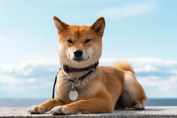 DogeCoin y los ETF: REX-OSPREY apunta al 11 de septiembre, según Eric Balchunas