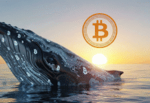 Bitcoin consolida su recuperación mientras aumenta la actividad de ballenas Bitcoin consolida su recuperación mientras aumenta la actividad de ballenas