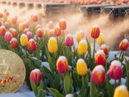 Ni gas ni calefacción tradicional: Esta granja cultiva tulipanes en invierno gracias al calor de Bitcoin