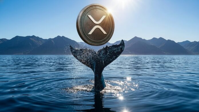 Ballenas XRP Las ballenas de XRP compran 20 millones de tokens en una semana: qué dicen los datos de los analistas